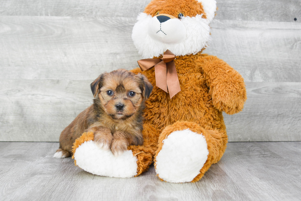 Best Shorkie Baby