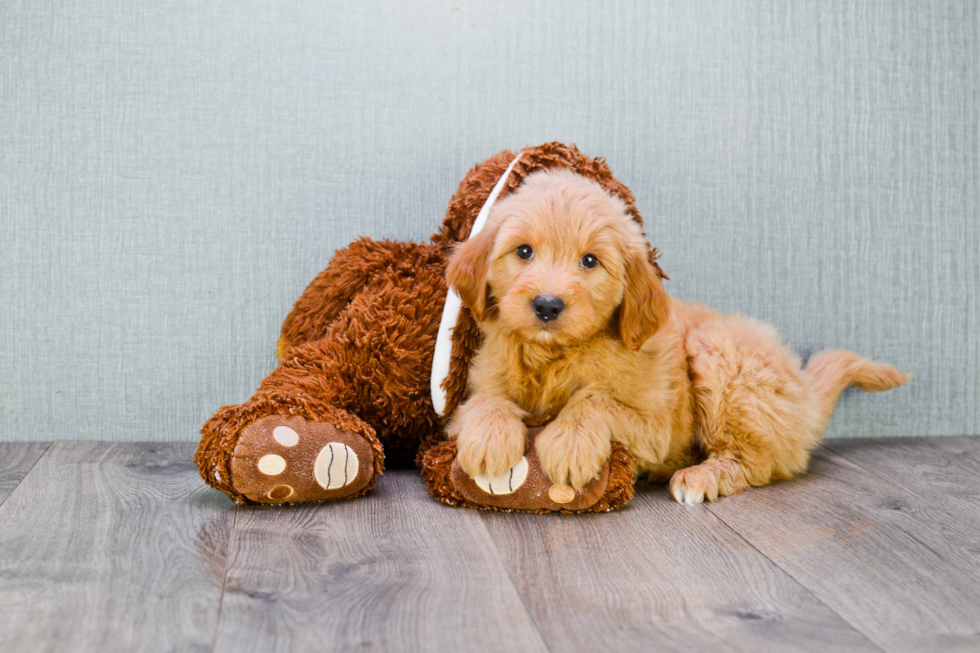 Energetic Golden Retriever Poodle Mix Puppy