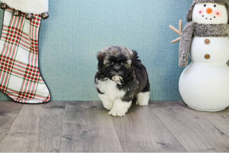 Playful Havanese Baby