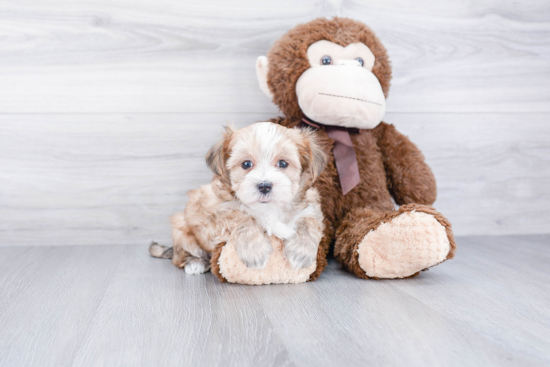 Morkie Pup Being Cute