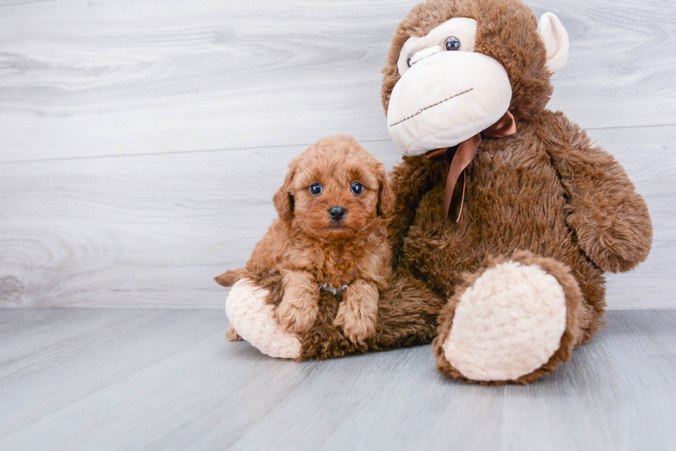 Little Cavoodle Poodle Mix Puppy