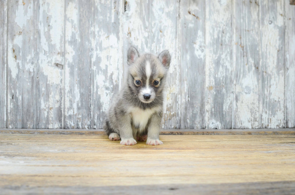 Pomsky Puppy for Adoption