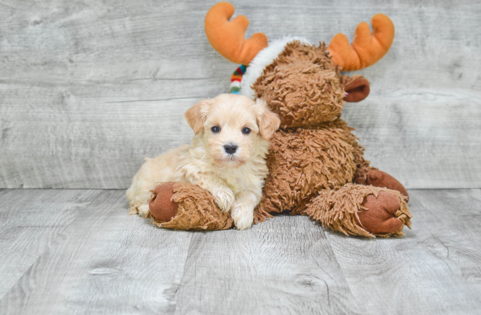 Petite Maltipoo Poodle Mix Pup