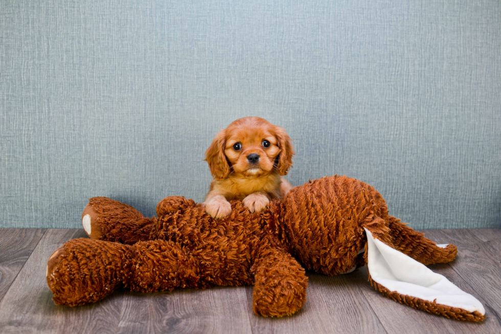 Small Cavalier King Charles Spaniel Purebred Pup