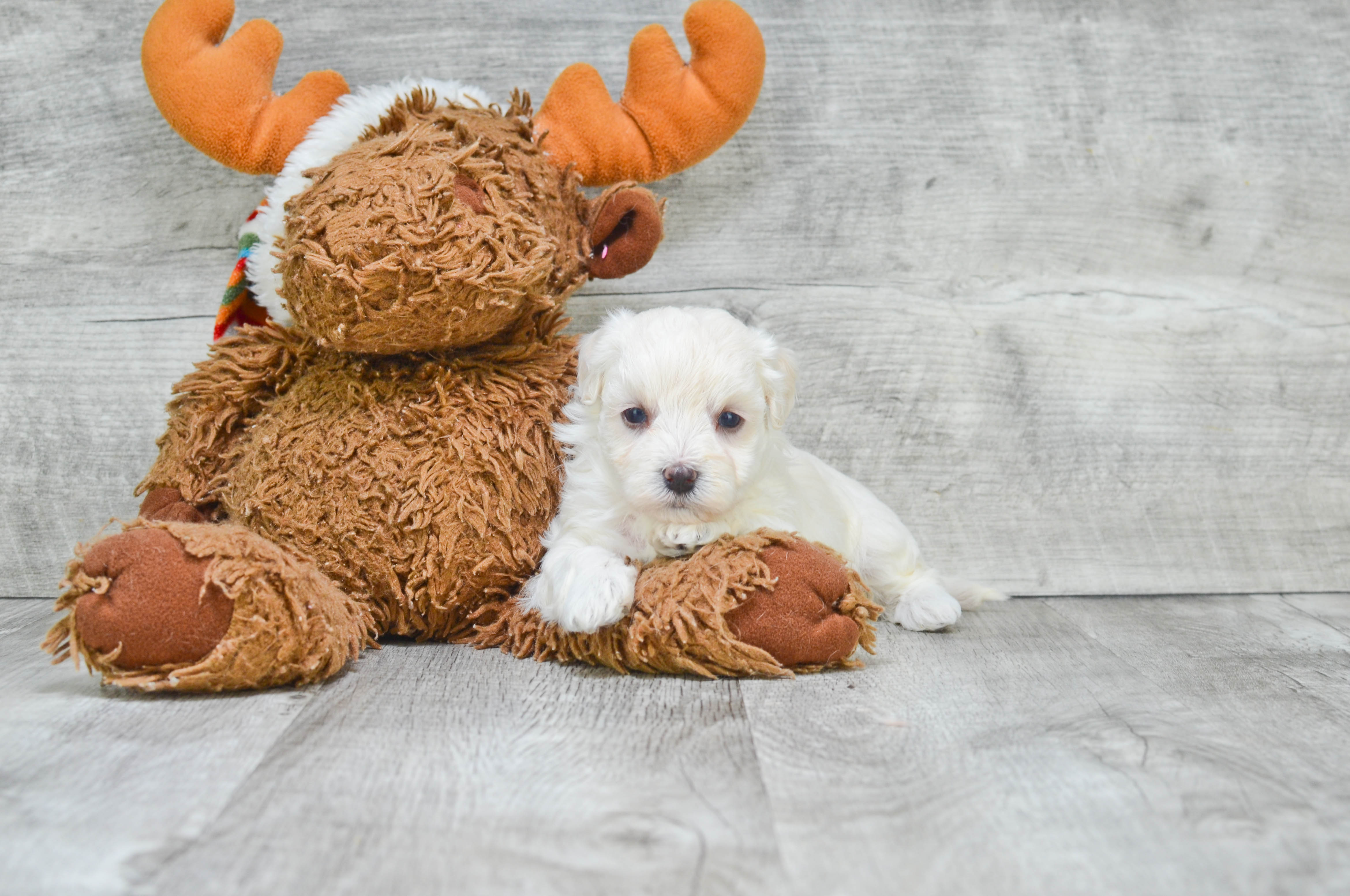 Maltipoo Puppy for Adoption