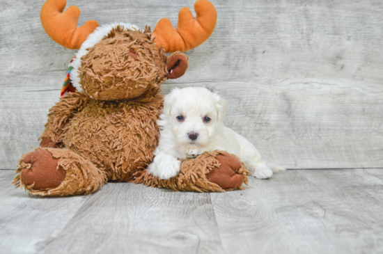 Maltipoo Puppy for Adoption