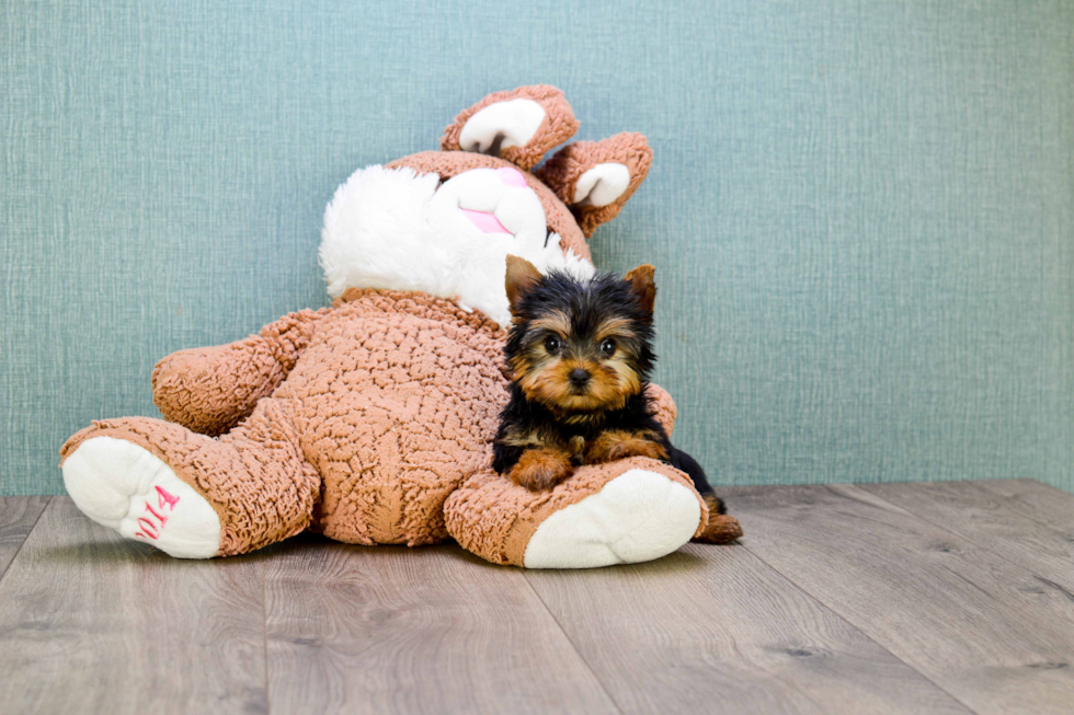 Meet Giselle - our Yorkshire Terrier Puppy Photo 