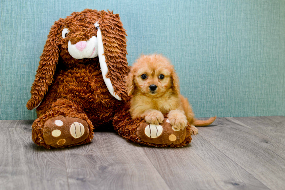 Cavapoo Pup Being Cute