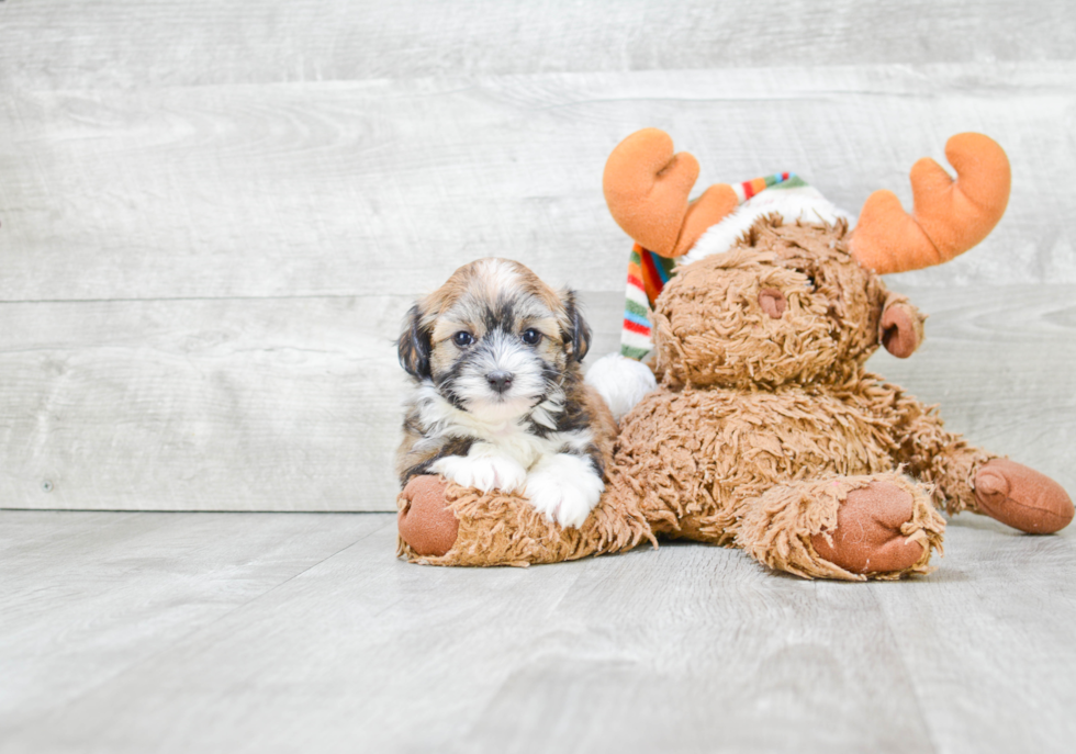 Havanese Puppy for Adoption