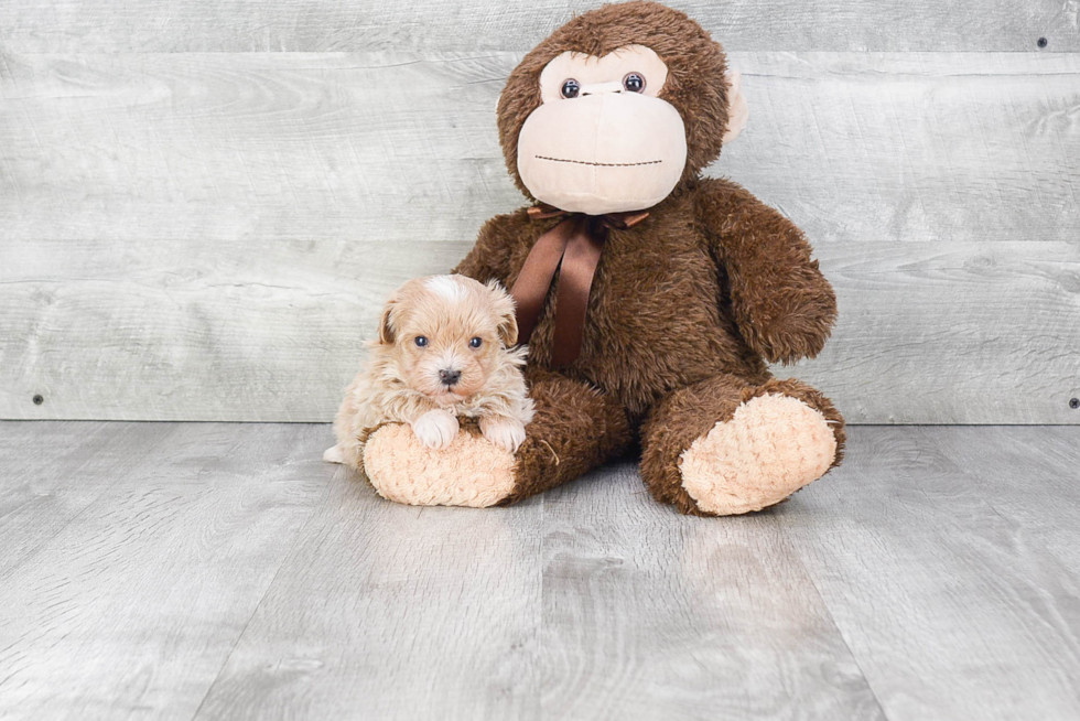 Adorable Maltese Poodle Poodle Mix Puppy