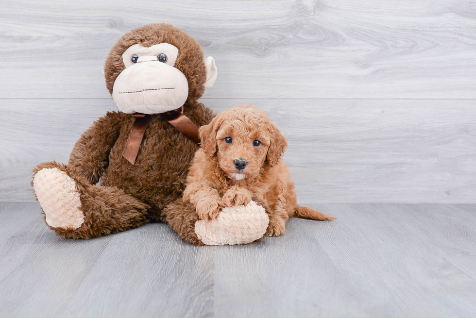 Mini Goldendoodle Puppy for Adoption