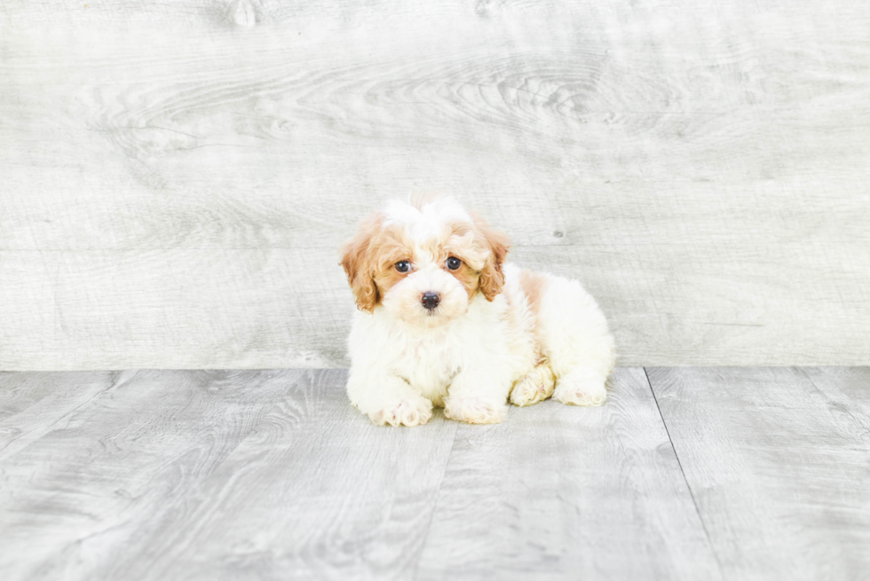 Playful Cavoodle Poodle Mix Puppy