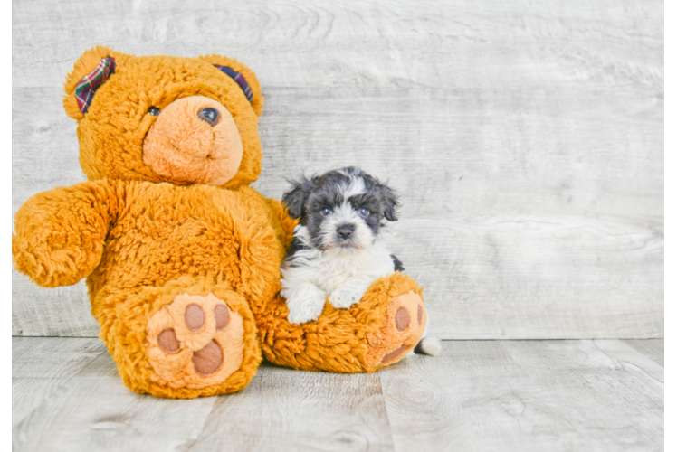 Havanese Pup Being Cute