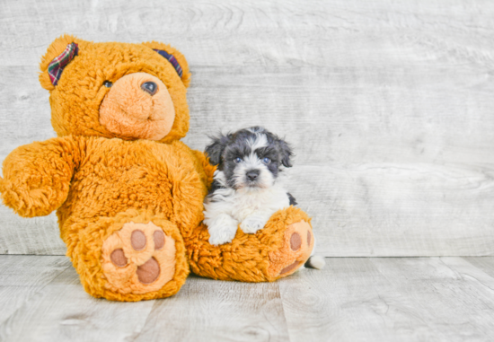 Havanese Pup Being Cute