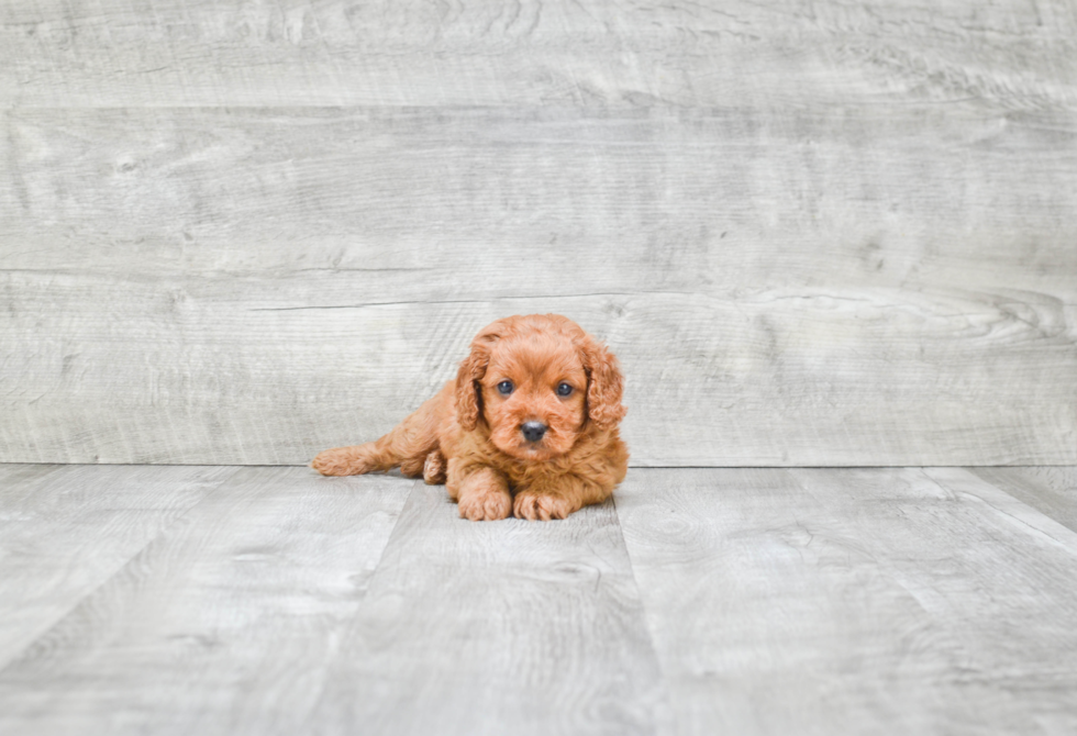 Cavapoo Puppy for Adoption