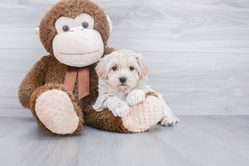 Maltipoo Puppy for Adoption