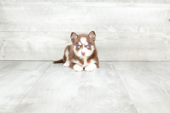 Pomsky Puppy for Adoption