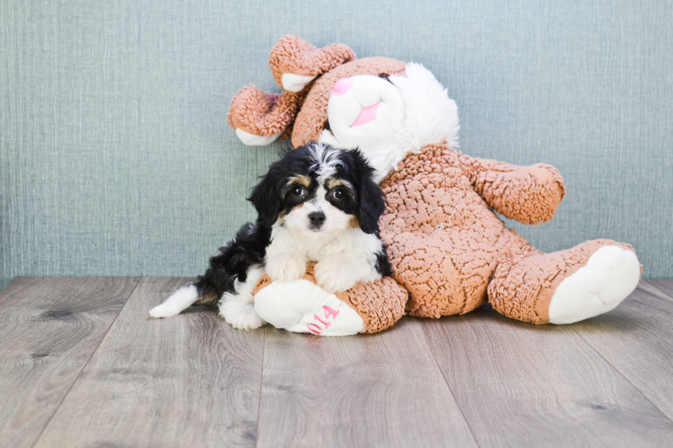 Best Cavachon Baby