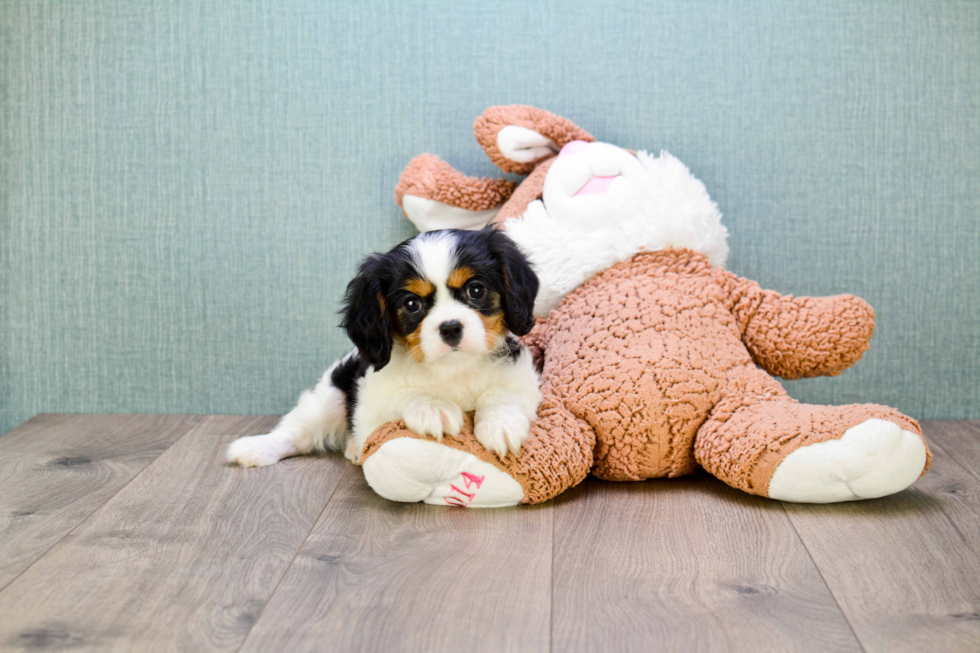 Cavalier King Charles Spaniel Puppy for Adoption