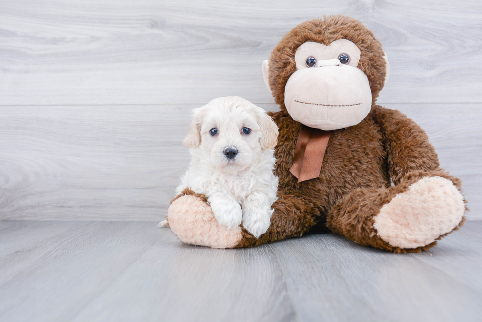 Maltipoo Pup Being Cute