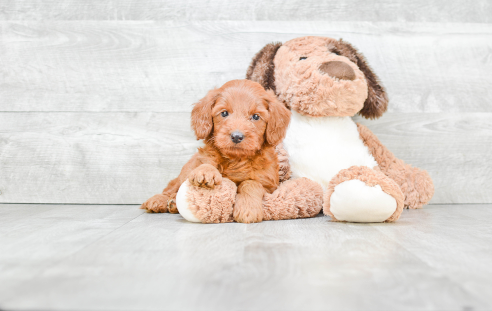 Sweet Mini Goldendoodle Baby