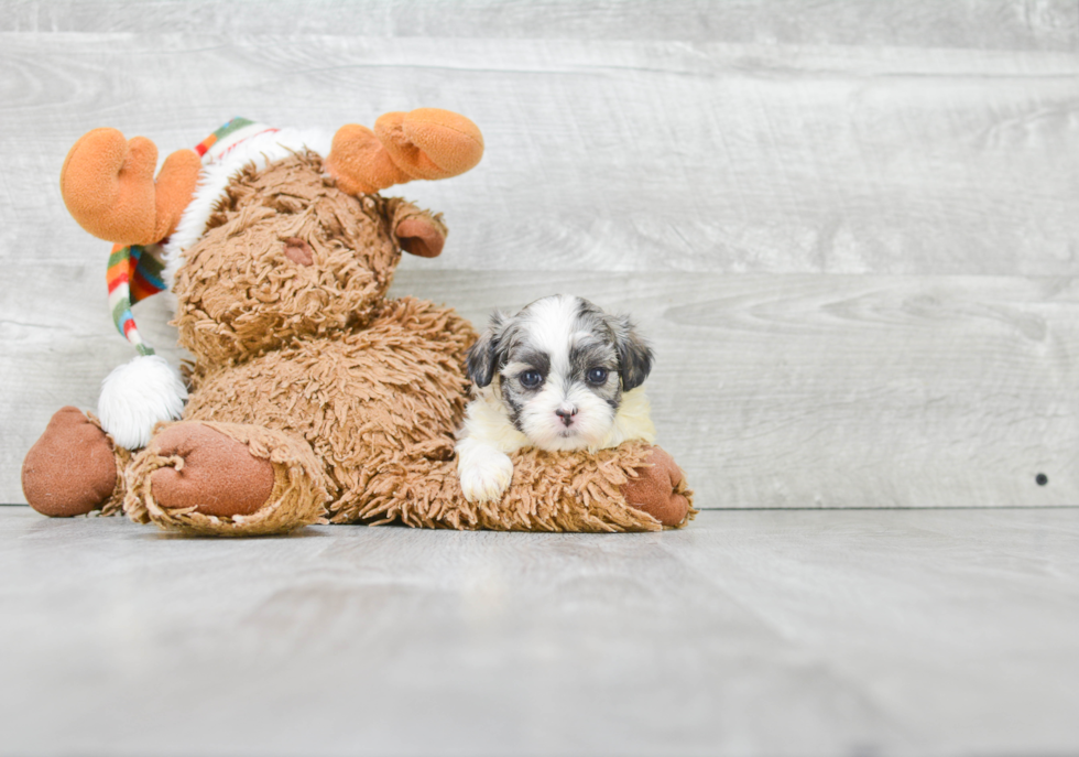 Teddy Bear Pup Being Cute