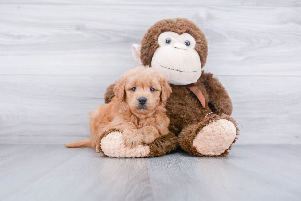 Cute Mini Goldendoodle Baby