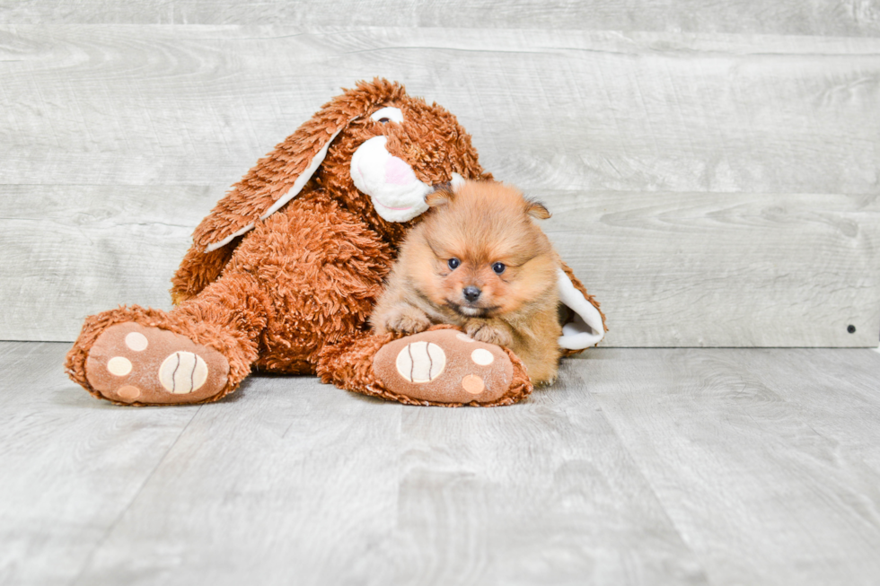 Pomeranian Pup Being Cute