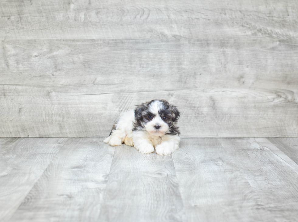 Havanese Puppy for Adoption