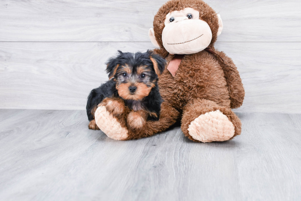 Meet Izzie - our Yorkshire Terrier Puppy Photo 