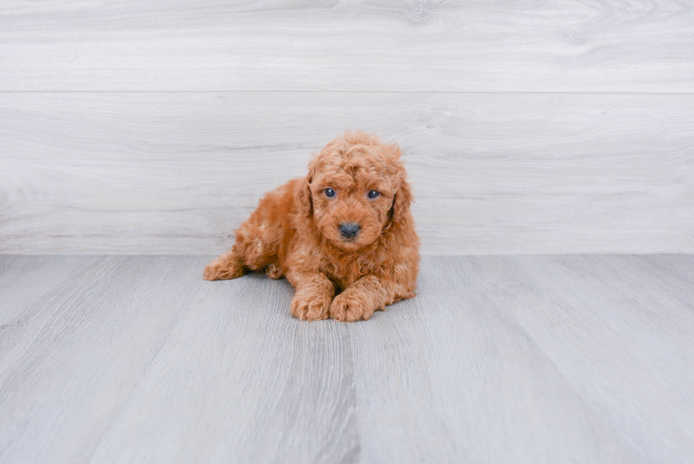 Adorable Golden Retriever Poodle Mix Puppy