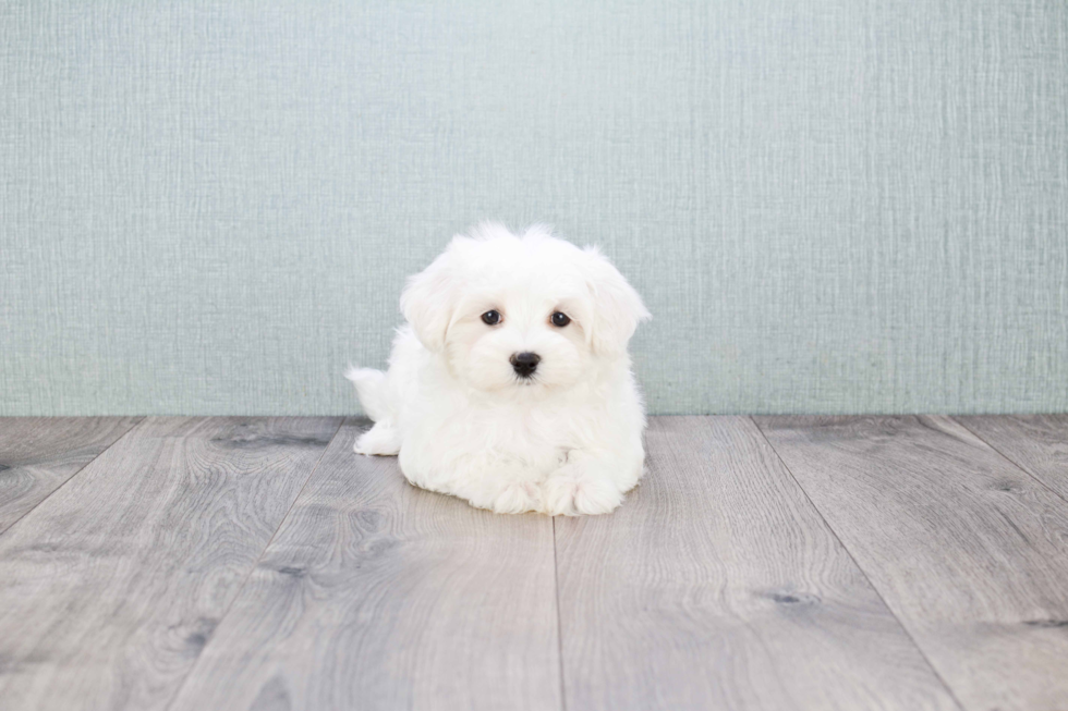 Akc Registered Maltese Baby