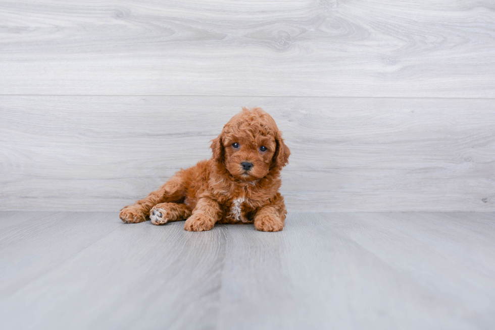 Best Cavapoo Baby