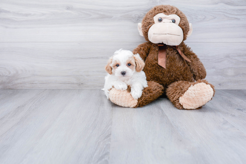 Fluffy Maltipoo Poodle Mix Pup