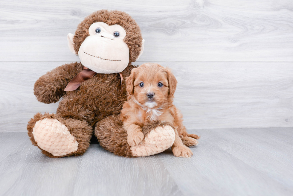 Cockapoo Puppy for Adoption