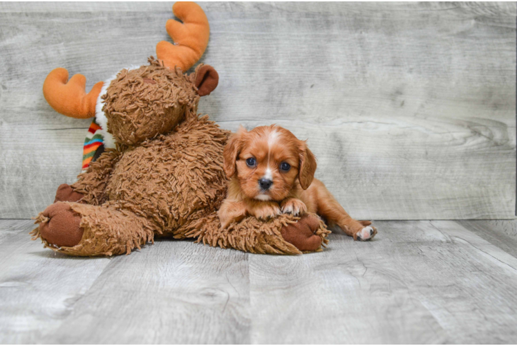 Cavalier King Charles Spaniel Puppy for Adoption