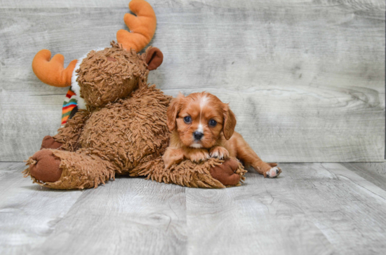 Cavalier King Charles Spaniel Puppy for Adoption