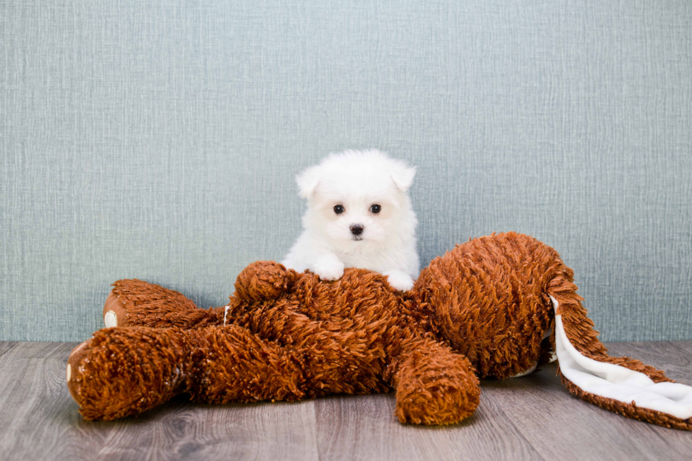 Maltese Puppy for Adoption