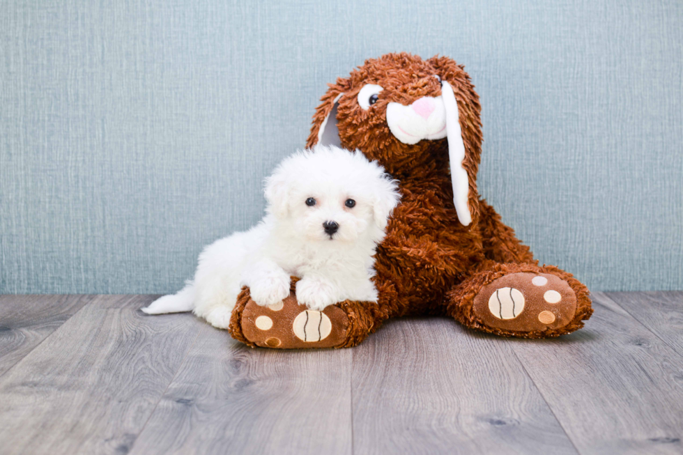 Bichon Frise Pup Being Cute