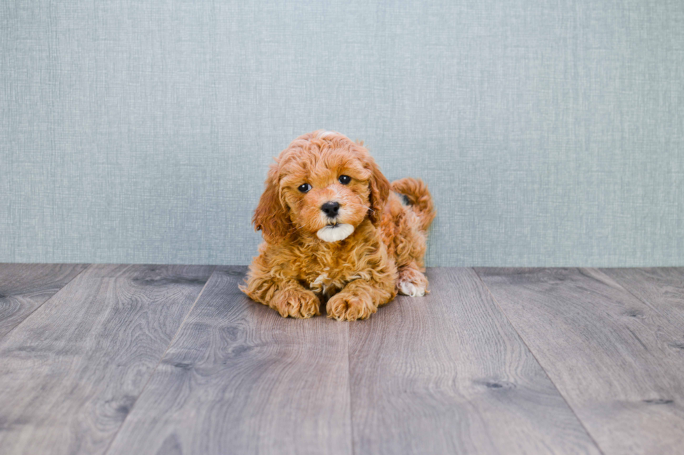 Mini Goldendoodle Pup Being Cute