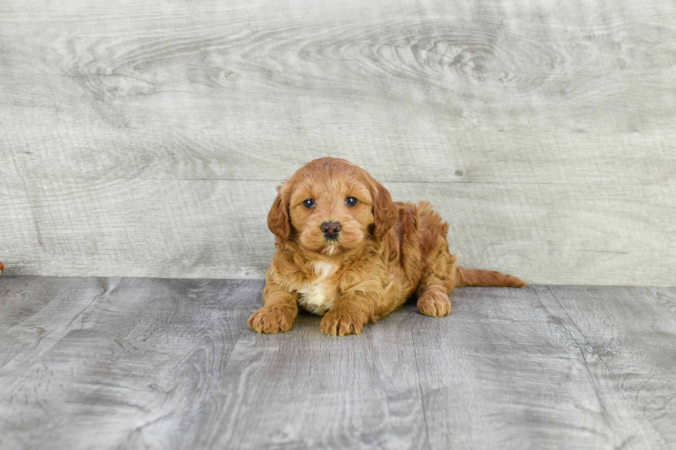 Funny Mini Goldendoodle Poodle Mix Pup