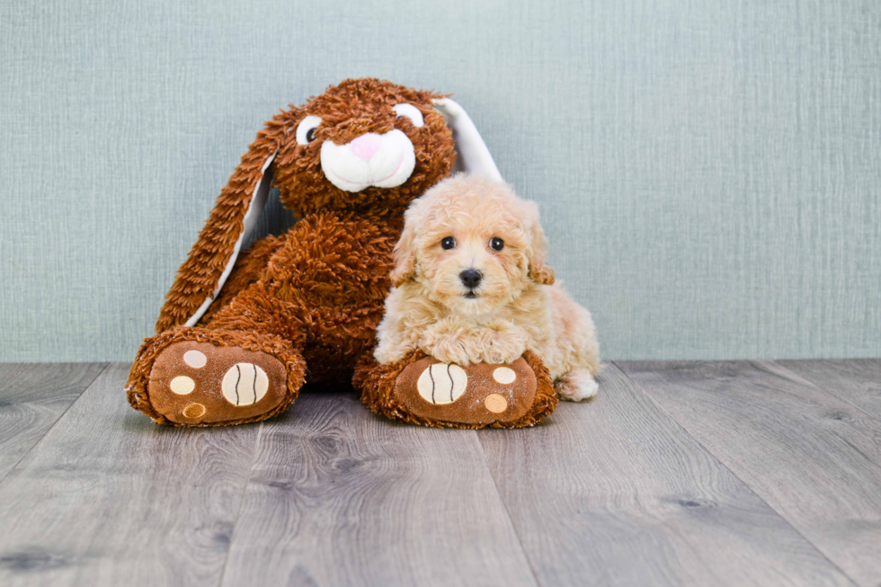 Little Maltese Poodle Poodle Mix Puppy