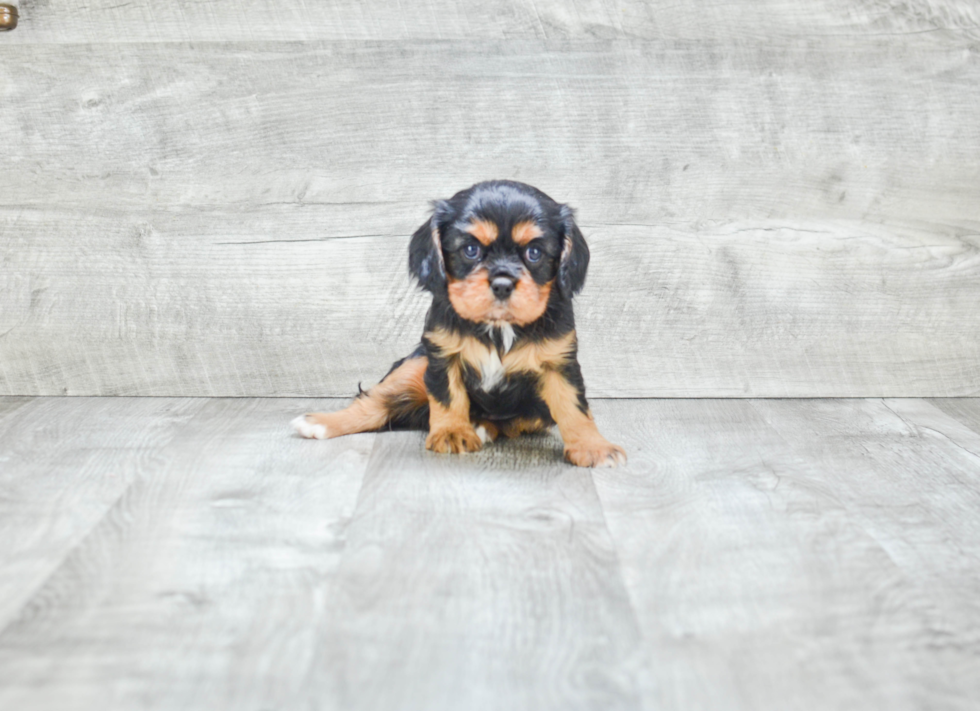 Best Cavalier King Charles Spaniel Baby