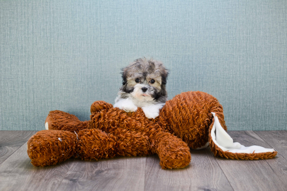 Havanese Puppy for Adoption