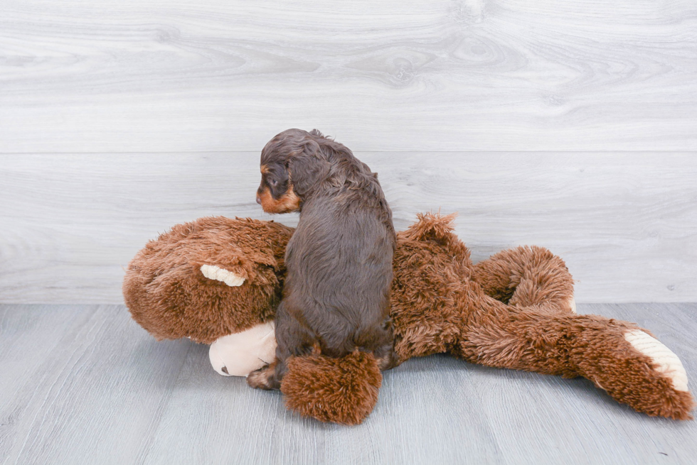 Mini Aussiedoodle Pup Being Cute