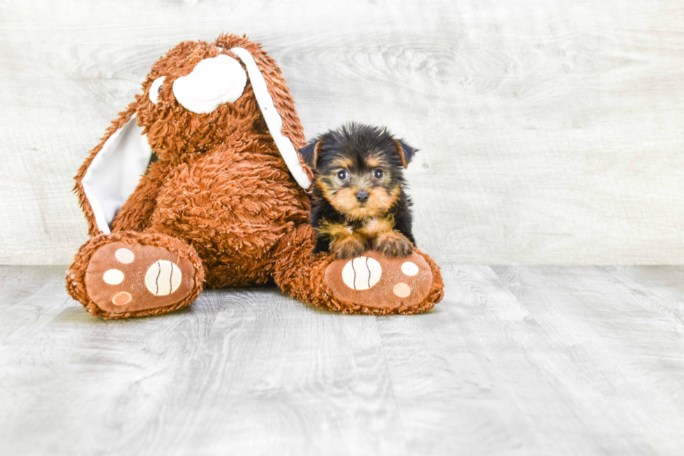 Meet Zoro - our Yorkshire Terrier Puppy Photo 