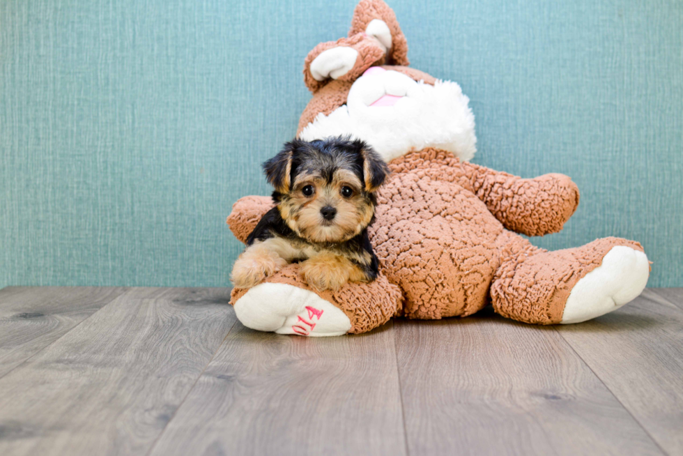 Small Morkie Baby