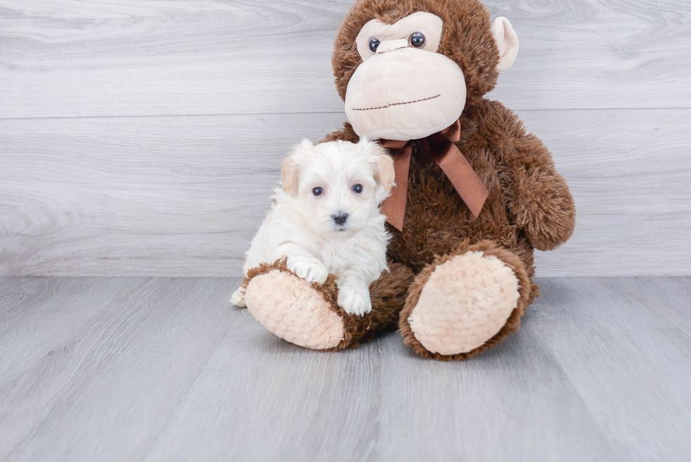 Maltipoo Pup Being Cute