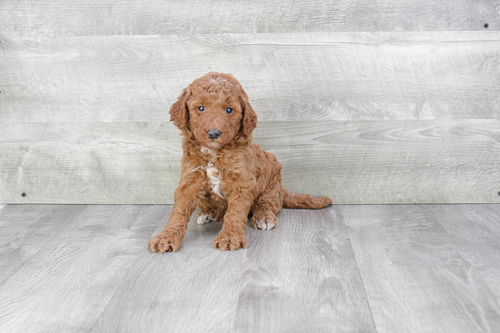 Mini Goldendoodle Pup Being Cute