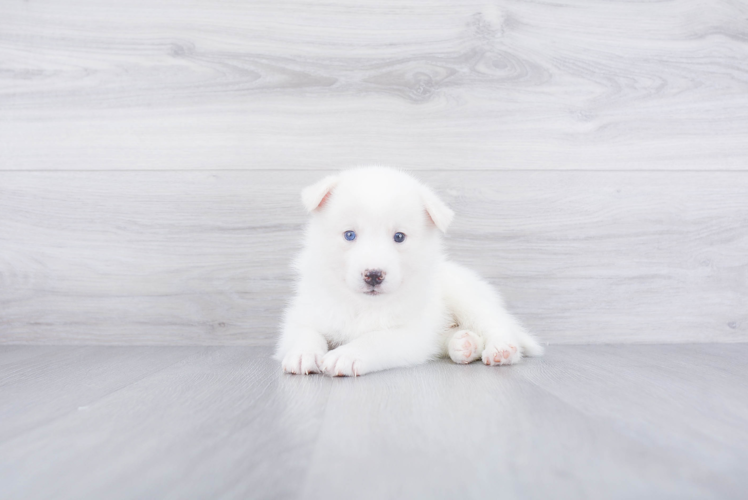 Happy Pomsky Baby